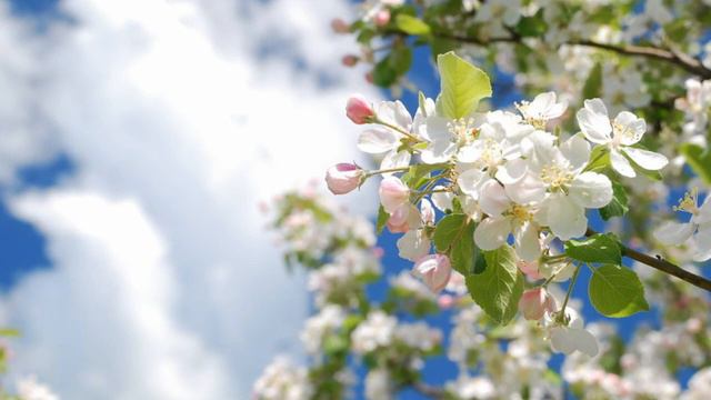 Соловьиная песнь