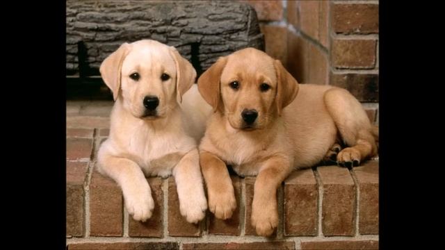 черная собака моя любимая смотреть онлайн