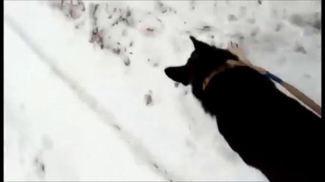 Как научить собаку команде рядом? смотреть онлайн