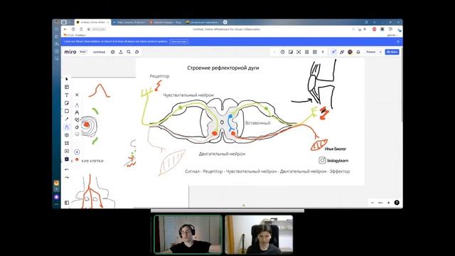Как работает мозг | Нейробиолог Владимир Алипов | Высшая нервная деятельность ЕГЭ по биологии смотреть онлайн