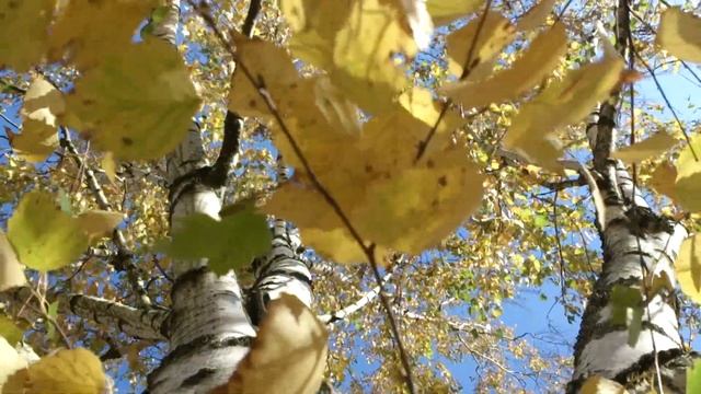 Сижу на дереве в осеннем лесу и вид с березы вниз смотреть онлайн