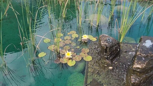 July Garden Tour смотреть онлайн