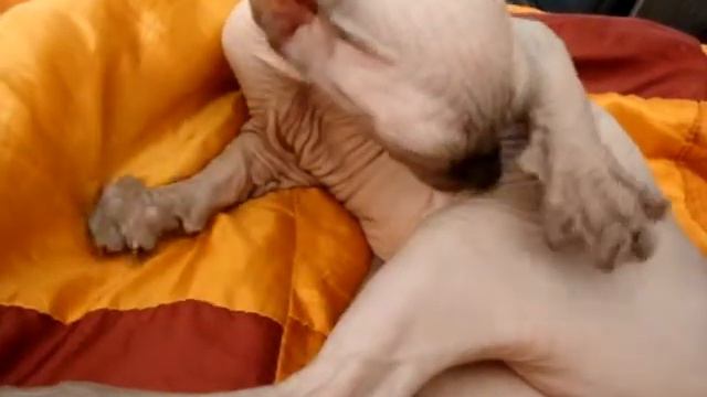 кот-сосун смотреть онлайн