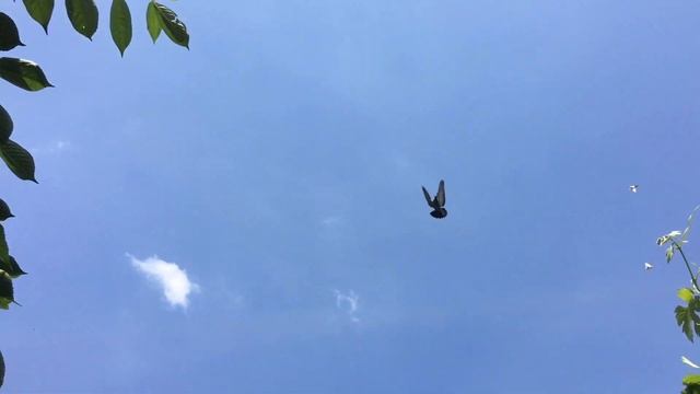 Немного о болезнях голубей смотреть онлайн