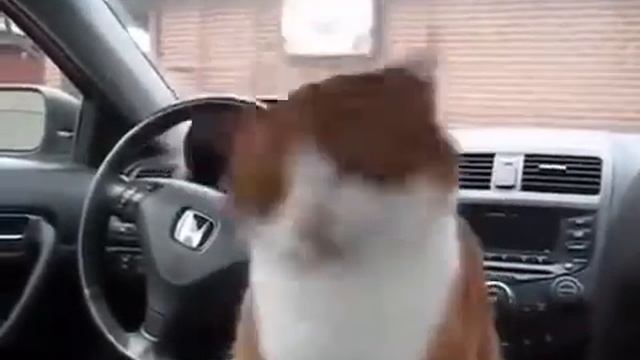 Кот чихает)))) смотреть онлайн