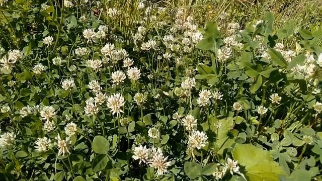 Клевер ползучий! Значение и применение. смотреть онлайн