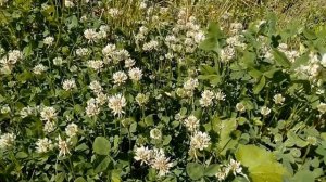 Клевер ползучий! Значение и применение.