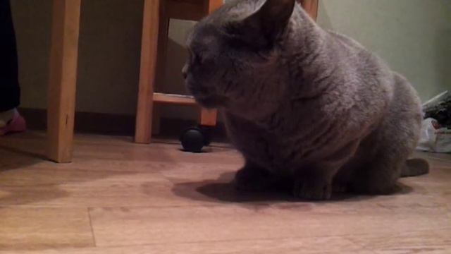 Кот и ириска.mp4