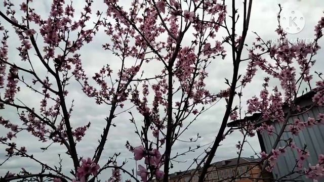 Цветение персика. смотреть онлайн