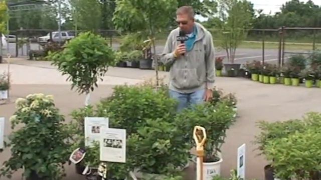 Colorful Summer Shrubs смотреть онлайн