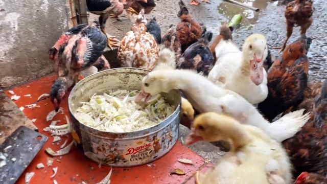 Family Animals - Duck & Chickens - Farm Animal Sounds смотреть онлайн
