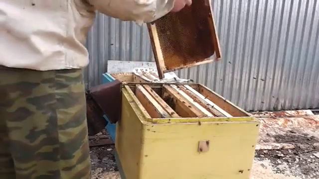 Переселение отводка в улей смотреть онлайн