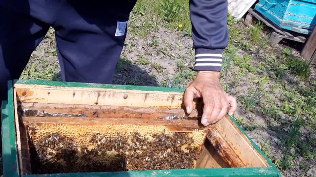 самый простой Отводок.контроль маточников смотреть онлайн
