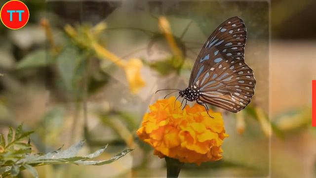 肖战竟是最具粉丝粘性艺人，粘力指数远超王一博 смотреть онлайн