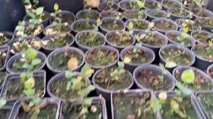 Азимина  медленно  растет