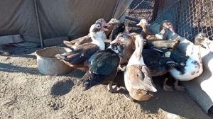 Чем кормить уток, как кормить уток, чтоб росли быстро и набирали вес//Кормление уток//Мускусные утк