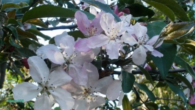 Андрей Весенин - А ты как весна смотреть онлайн