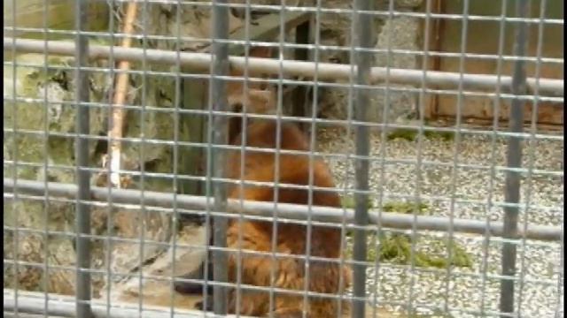 Зоопарк. (часть 2) Санкт-Петербург. 2012 смотреть онлайн