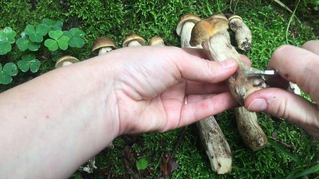 ГРИБЫ В ИЮНЕ. Шикарные подберезовики!! Картофель, фаршированный грибами. 21.06.2020 смотреть онлайн