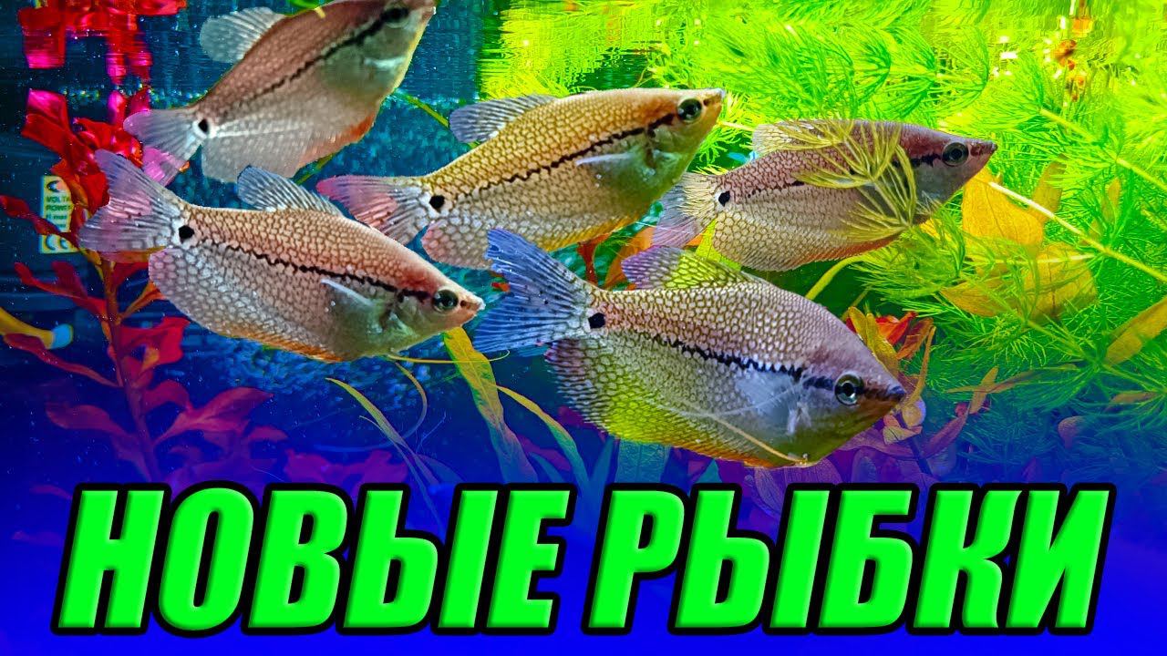 Новинки c выставки аквариумных рыбок! [Новые рыбки и растения] смотреть онлайн