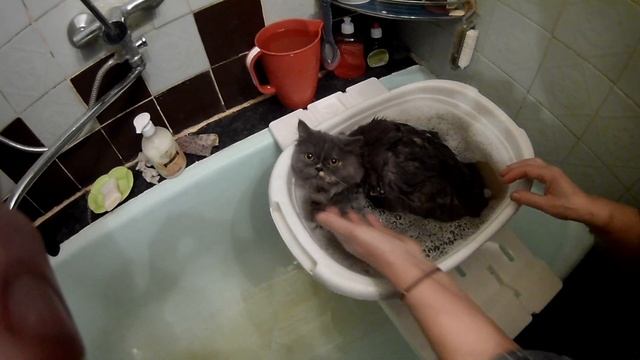 Купаем очень нежную пушистую кошечку смотреть онлайн