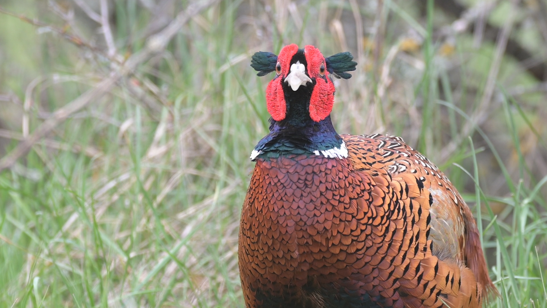 "Ушастый" фазан. смотреть онлайн
