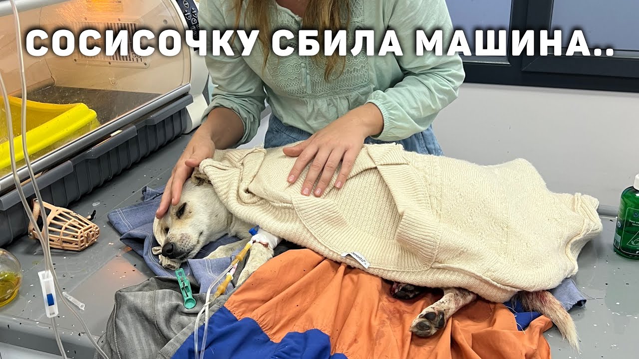 Сбила машина в Турции.. Срочная операция в Ветеринарной клинике. Осталась без лапки.. Турция 2022 смотреть онлайн