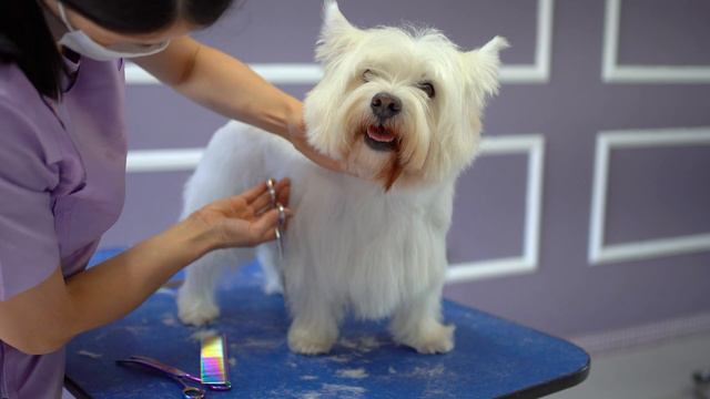WEST HIGHLAND WHITE TERRIER GROOMING ✂️🐶❤️ with hand stripping смотреть онлайн