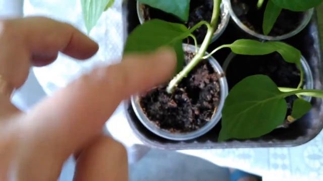 Какая рассада лучше , мои наблюдения смотреть онлайн