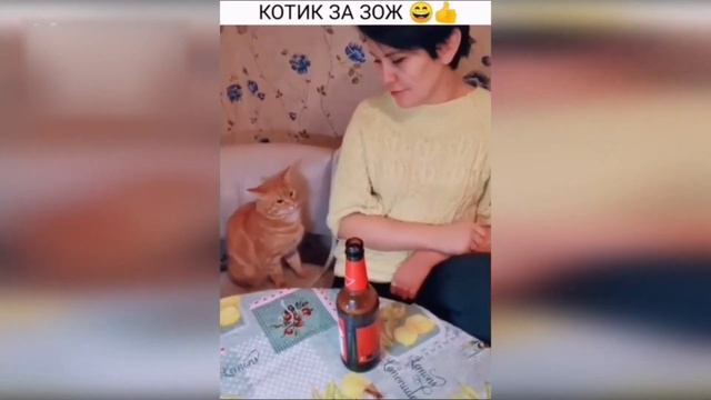ПРИКОЛЫ С ЖИВОТНЫМИ Смешные Животные Собаки Кошки Смешные Коты Забавные Животные смотреть онлайн