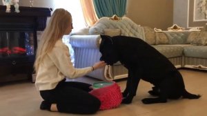 Устройство для мытья лап собаки