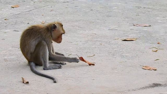 Make you laugh with Abandoned Monkey VS Best Friend Dog !! Abandoned Matoo Scare Dog.. смотреть онлайн