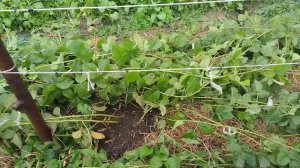 ежевика Коламбия Санрайз,подготовка к зимовке, особенности размножения.6.10.23