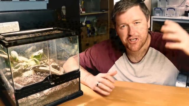 The 2020 Banned Genes At IHS Doncaster Reptile Show смотреть онлайн
