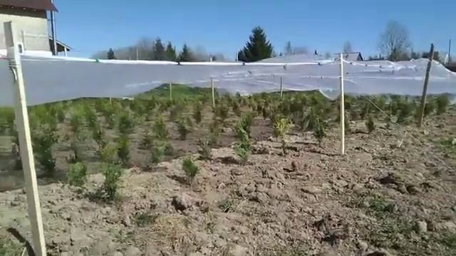 Мы защищаем туи от солнца