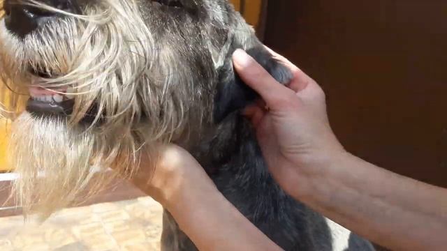 #Как_подклеить_НЕ_купированные_ушки_щенку смотреть онлайн