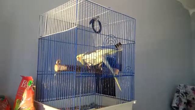 корелла странно чирикает смотреть онлайн