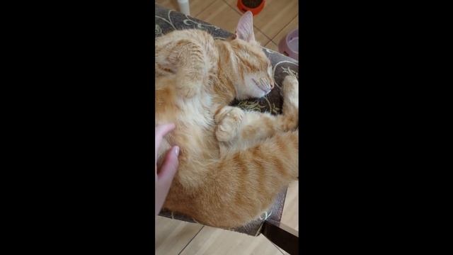 У Рыжего Кота блохи и глисты ? | Приводим кота в порядок | Знакомство Рыжего и Лесси смотреть онлайн