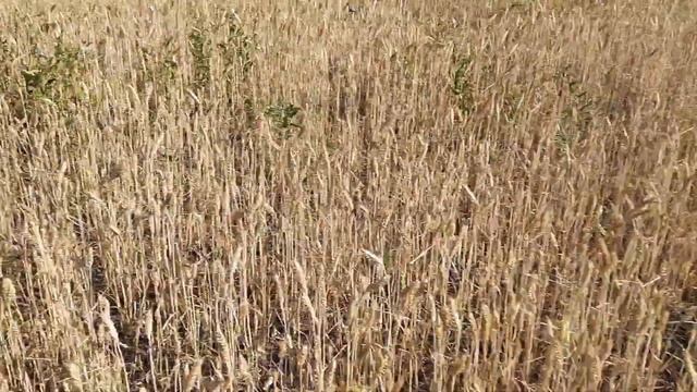 поздний посев озимой пшеницы развитие в условиях засухи результаты смотреть онлайн