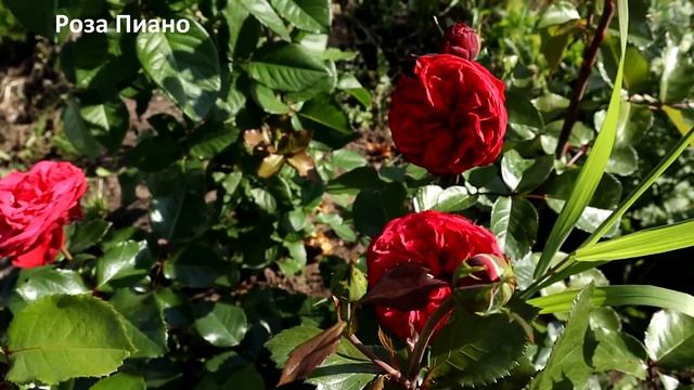 ТОП 8. Красные розы - самые роскошные сорта красных бархатных роз! Украшение для любого сада! смотреть онлайн