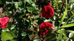 ТОП 8. Красные розы - самые роскошные сорта красных бархатных роз! Украшение для любого сада!