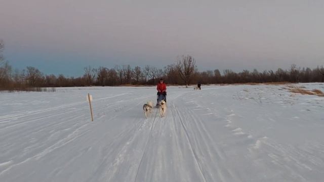 Катание на собачьих упряжках в Алтайском центре ездового спорта. Собаки хаски! смотреть онлайн