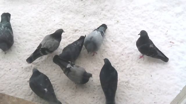 Голуби кушают зерно под аккомпанемент классической музыки.(A Classical Pigeons Sonata) смотреть онлайн