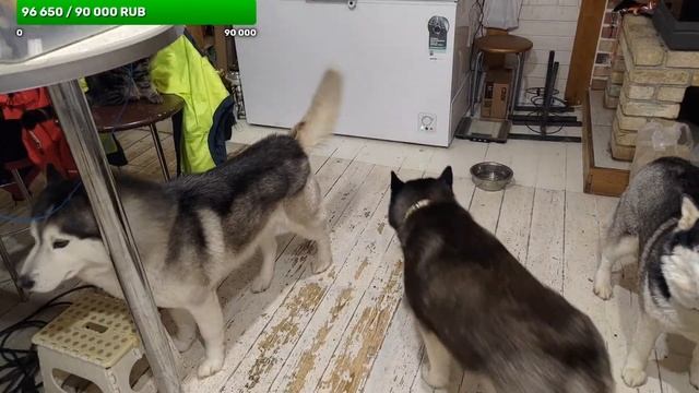 кормлю хаски из последних сил смотреть онлайн