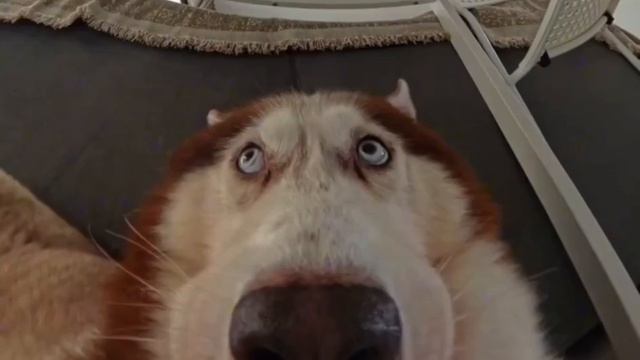 Хаски нашалила и спряталась от хозяина — правда собака не учла что на ней камера смотреть онлайн