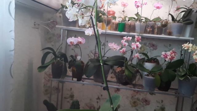 Как правильно поливать орхидею.Когда поливать. смотреть онлайн