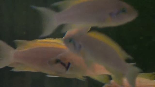Neolamprologus (helianthus & 'daffodil')