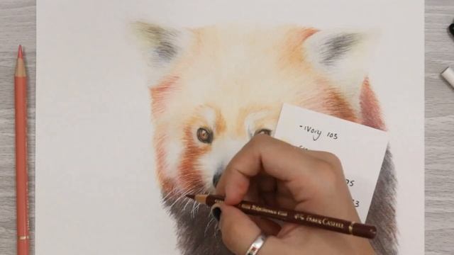 Animal Artists Collective - Drawing a RED PANDA With Colored Pencil смотреть онлайн