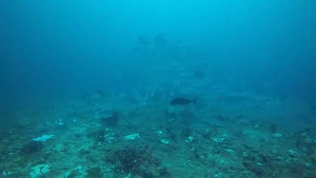 Plongée Maldives Atoll de BAA смотреть онлайн