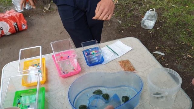 Красноухая черепаха рядом с Петропавловской крепостью Little turtle смотреть онлайн